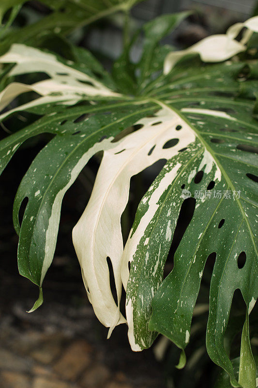 巨大的白色杂色Monstera Deliciosa植物“泰国星座”在明亮的佛罗里达阳光